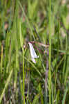 Rosebud orchid